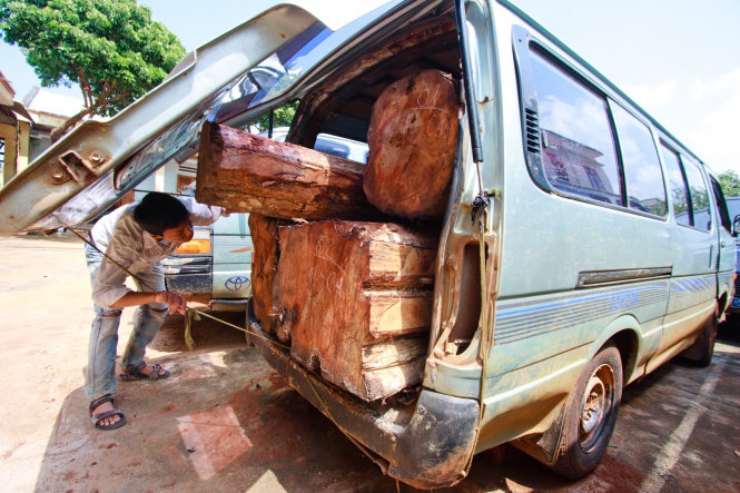 Một xe gỗ lậu bị bắt giữ tại huyện biên giới Đức Cơ, tỉnh Gia Lai - Ảnh: TIẾN THÀNH