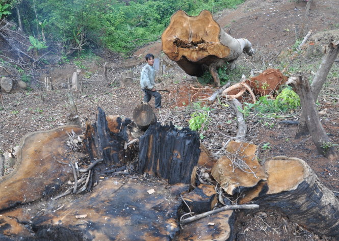 Rừng ở xã Hiếu, huyện Kon Plông (Kon Tum) bị chặt phá - Ảnh: TẤN VŨ