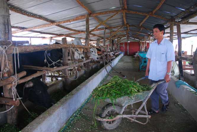 Ông Nguyễn Đình Phúc chăm sóc bò trong trang trại ở huyện Chư Sê - Ảnh: B.D.