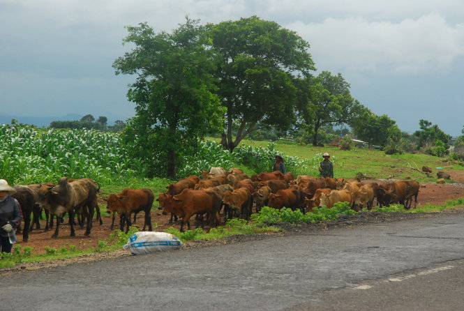 Một trong những đàn bò của ông Phúc được chăn thả tại huyện Chư Sê, Gia Lai - Ảnh: B.D.