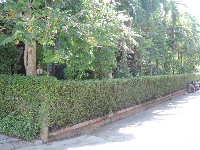 Hàng rào xanh tại một homestay ở đường Trần Nhân Tông, Hội An 
- Ảnh: H.DUY