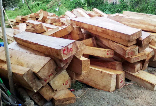 Gần 280 phách gỗ pơ mu bị khai thác trái phép, tập kết gần biên giới - Ảnh: CTV
