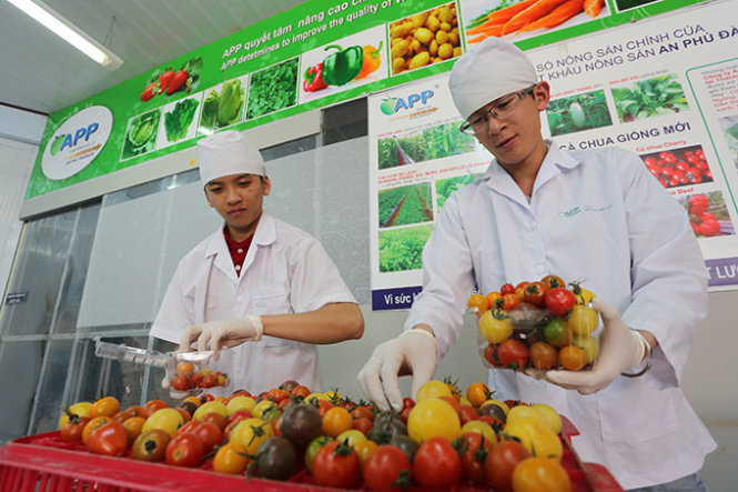 Cà chua sản xuất theo quy trình công nghệ cao được đóng hộp theo quy cách - Ảnh: M.VINH