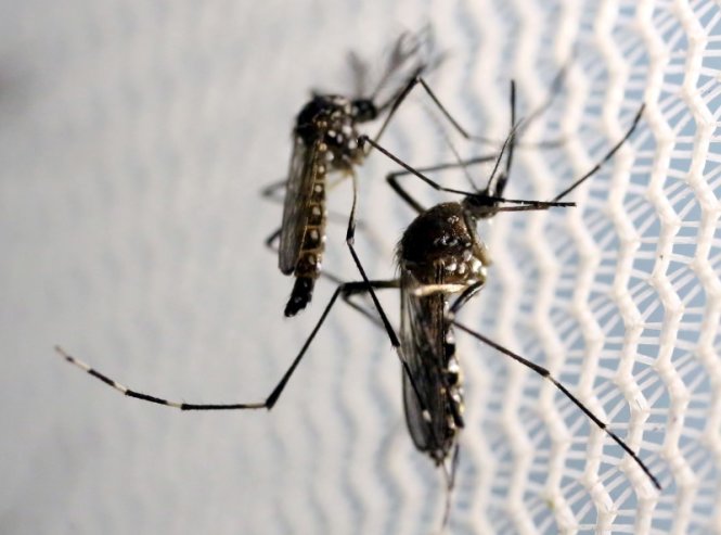 Nhiều khả năng muỗi là thủ phạm của các ca nhiễm Zika ở Florida - Ảnh: Reuters