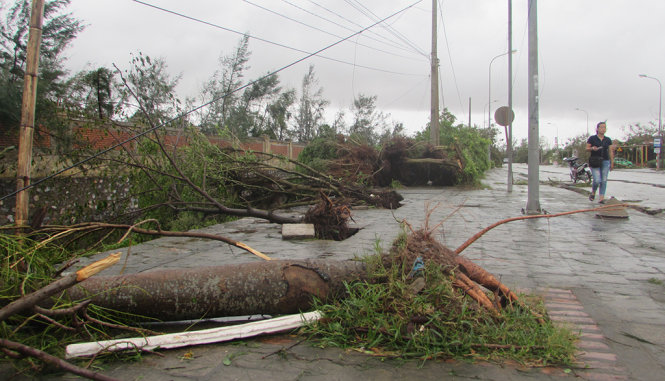 Cây cối bật gốc do ảnh hưởng của cơn bão số 1, dây điện bị đứt ngang đường  - Ảnh: N.H.THANH