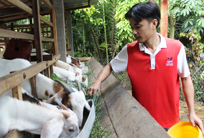 Anh Lê Hoàng Lam làm giàu cho mình và giúp bạn bè cùng làm giàu bằng khởi nghiệp với việc chăn nuôi bò sữa và dê - Ảnh: Q.L.