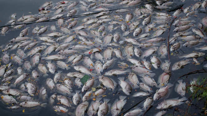 Cá chết dạt vào cống nước phía nam hồ - Ảnh: TẤN LỰC