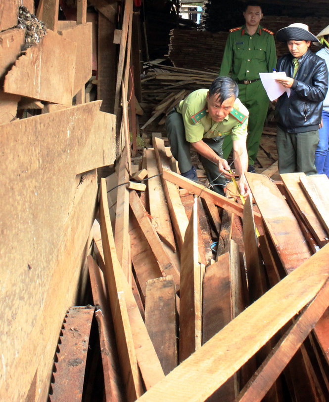 Lực lượng kiểm lâm Lâm Đồng kiểm tra gỗ lậu trong chuyên án của Bộ Công an - Ảnh: S.BÌNH