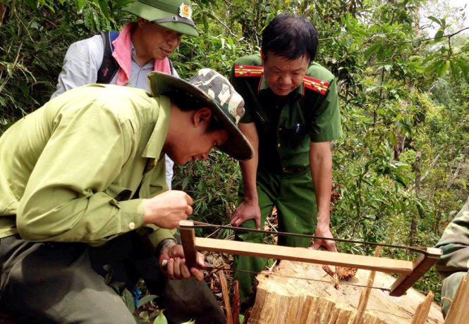Công an tỉnh Nghệ An lấy mẫu gỗ pơ mu bị khai thác trái phép đi giám định - Ảnh: DOÃN HÒA