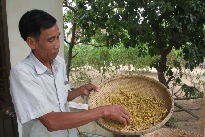 Người dân Duy Trinh trồng dâu nuôi tằm để làm mồi nhậu, xào ăn thay vì ươm tơ như truyền thống