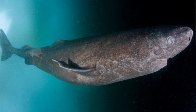 Cá mập Greenland - Ảnh: CNN