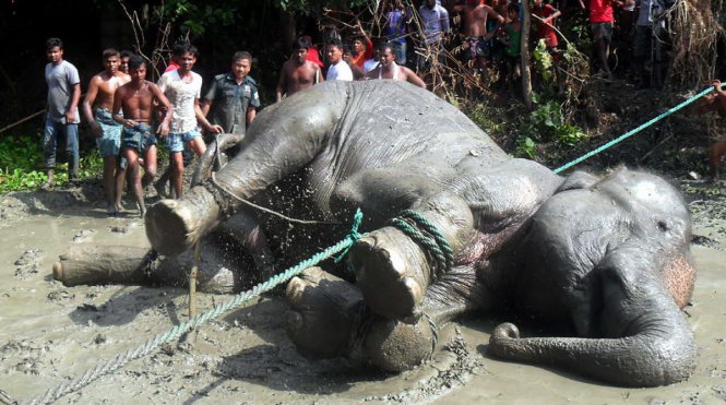 Con voi sau khi được kéo lên bờ - Ảnh: AFP