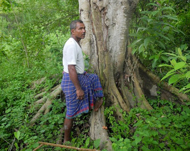 Ông Jadav ‘Molai’ Payeng trong khu rừng rộng 550ha của mình - Ảnh: Weltfilme
