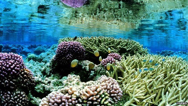 Tổng thống Obama từng mở rộng Khu bảo tồn Di sản Quốc gia Biển các quần đảo xa xôi Thái Bình Dương, bao gồm rạn san hô tại Palmyra này - Ảnh: USFWS
