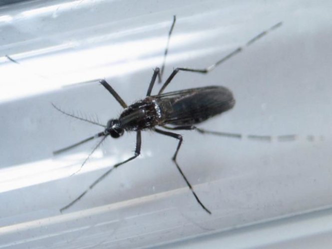 Muỗi Edes Aegypti trong phòng thí nghiệm để nghiên cứu cách chặn sự lây lan của virút Zika - Ảnh: Reuters