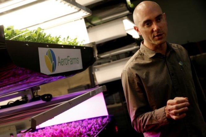 Nhà sáng lập AeroFarms David Rosenberg bên cạnh các luống cây trồng theo công nghệ aeroponics - Ảnh: Reuters