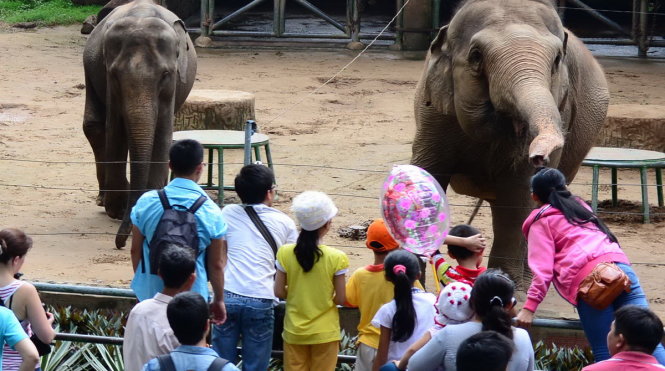 Du khách xem voi tại Thảo Cầm Viên Sài Gòn - Ảnh: THUẬN THẮNG