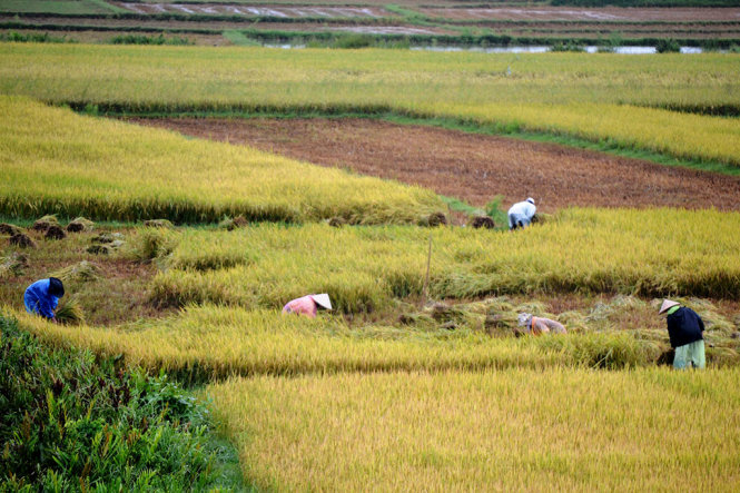 Nông dân ở xã Tam Thăng (TP Tam Kỳ, Quảng Nam) mặc áo mưa gặt lúa - Ảnh: LÊ TRUNG