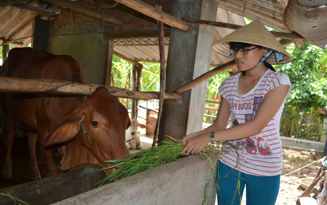 Lê Thị Ngọc Yến chăm sóc chú bò trước giờ lên đường vào TP.HCM nhập học - Ảnh: D.THANH