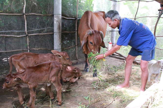 Ông Nghĩa đang bận rộn chăm sóc 3 con bê - Ảnh: Châu Thành