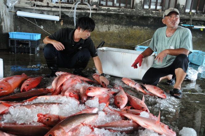 Thu hoạch cá của ngư dân TP Ishigaki - Ảnh: Tấn Vũ