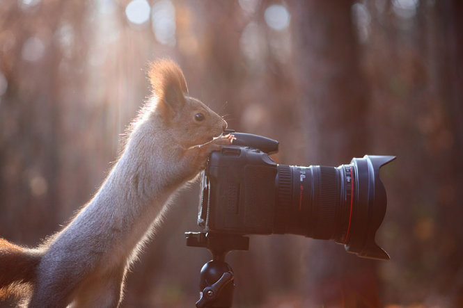 Hành động này của chú sóc giống như đang chỉnh máy ảnh trước khi chụp