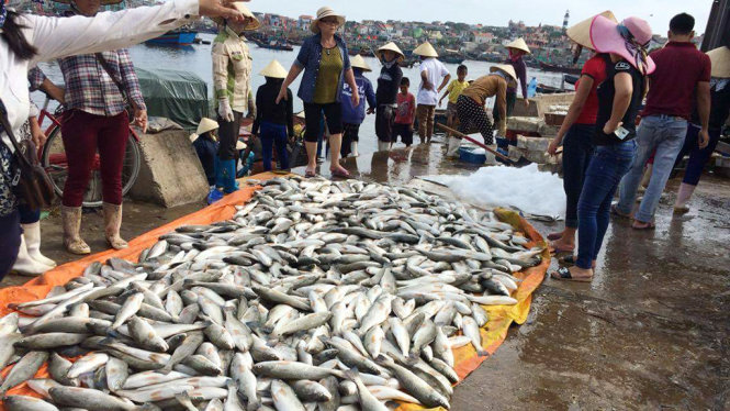 Cá lồng nuôi ở vịnh đảo Ngọc, xã Nghi Sơn, huyện Tĩnh Gia bị chết hàng loạt, được bà con ngư dân vớt lên ngày 8-9 - Ảnh: Hà Đồng