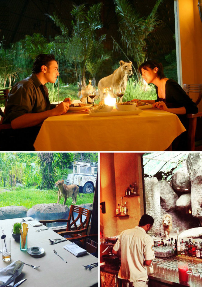 Nhà hàng Tsavo ở Bali - nơi du khách vừa dùng bữa vừa ngắm sư tử