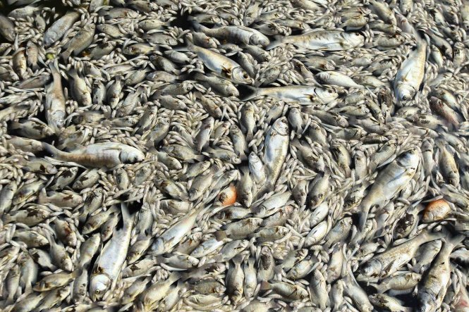 Các loại cá bị chết nhiều nhất là cá mè, cá rô phi, cá dầu và cá chép - Ảnh: Nguyễn Khánh