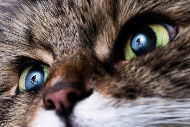 Ảnh đoạt giải sáng tạo mới, hình ảnh VĐV được phản chiếu trong mắt con mèo. Ảnh được chụp ở Tallinn, Estonia