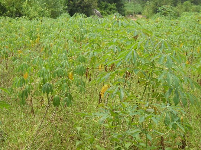 Cây sắn được trồng phổ biến ở xứ Quảng, là nguyên liệu để dùng làm bánh