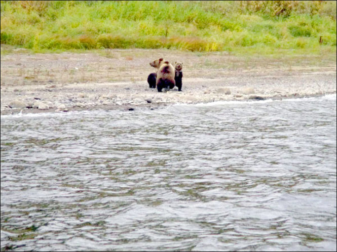Gấu mẹ đưa 2 con tới bờ sông chuẩn bị chia tay - Ảnh: http://siberiantimes.com/