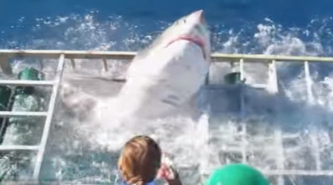 Con cá mập trắng lao ra khỏi lồng sắt sau khi nắp lồng được tháo - Ảnh chụp từ clip