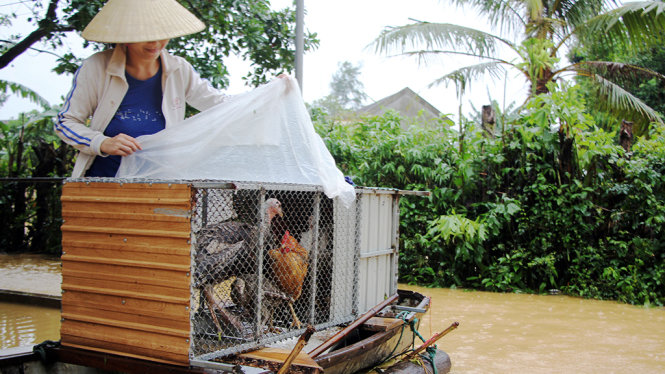 Chị Nguyễn Thị Thương, ngụ xã Thạch Lâm, huyện Thạch Hà (Hà Tĩnh) đưa đàn gà lên cao tránh lũ - Ảnh: DOÃN HÒA