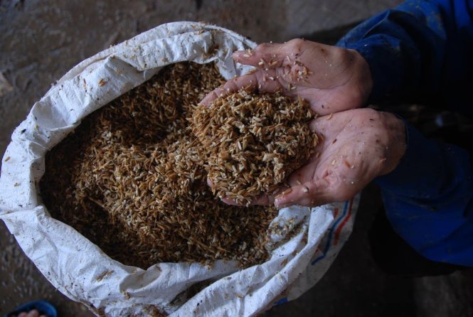 Hàng chục tấn lúa của người dân vùng nam sông Gianh (thị xã Ba Đồn) bị nước lũ ngâm hỏng - Ảnh: QUỐC NAM