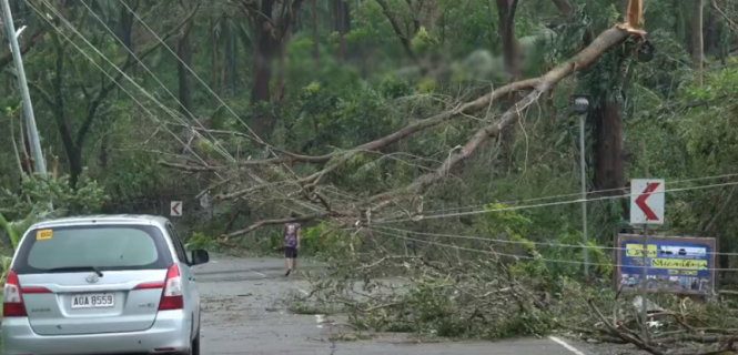 Cây cối ngã đổ do bão ở Philippines