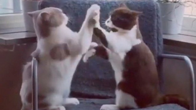 Hai con mèo đang chơi trò vỗ tay theo nhịp