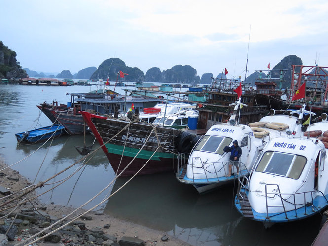 Tàu, thuyền của người dân được neo đậu an toàn ở cảng Cái Rồng (huyện Vân Đồn, Quảng Ninh) để tránh trú bão số 7 - Ảnh: QUANG THẾ