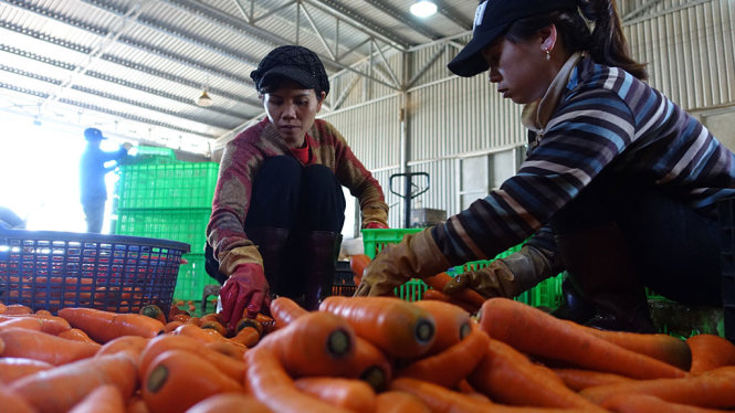 Cà rốt là một trong những loại rau củ được đưa ra miền Trung với số lượng lớn - Ảnh: MAI VINH