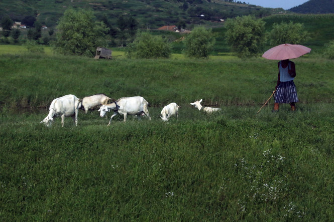 Chăn gia súc ngoài đồng ruộng ở tỉnh Bình An Nam - Ảnh: THÁI LỘC
