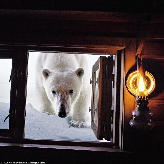 Chú gấu bắc cực lớn tò mò ngó vào cabin của một nhiếp ảnh gia ở Svalbard, Na Uy