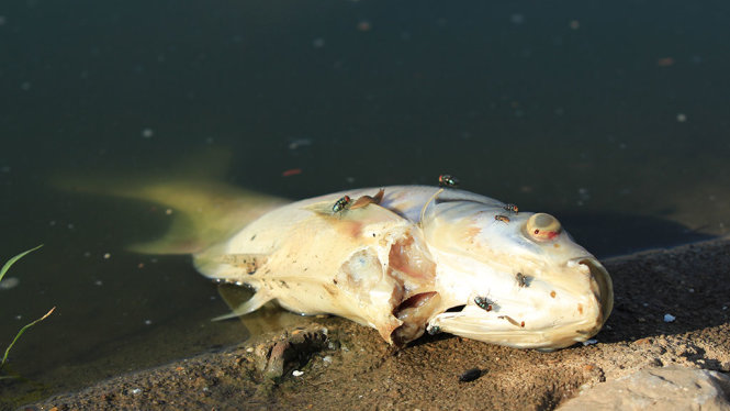 Cá chết đang trong tình trạng phân hủy - Ảnh: CHÍ TUỆ