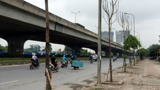Hàng loạt cây sấu mới trồng chết khô hàng loạt trên phố Nguyễn Xiển (Q.Hoàng Mai, Hà Nội) - Ảnh: LÂM HOÀI