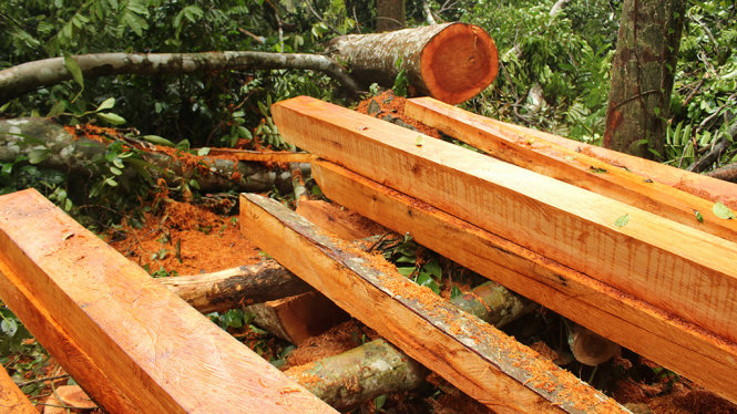 Một số cây gỗ lớn đã được xẻ thành tấm nhưng chưa kịp chuyển ra khỏi rừng