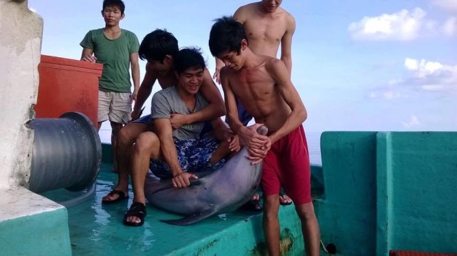 Cá heo tội nghiệp bị bắt và sau đó bị cắt đầu, mổ bụng - Ảnh: Facebook NPQ