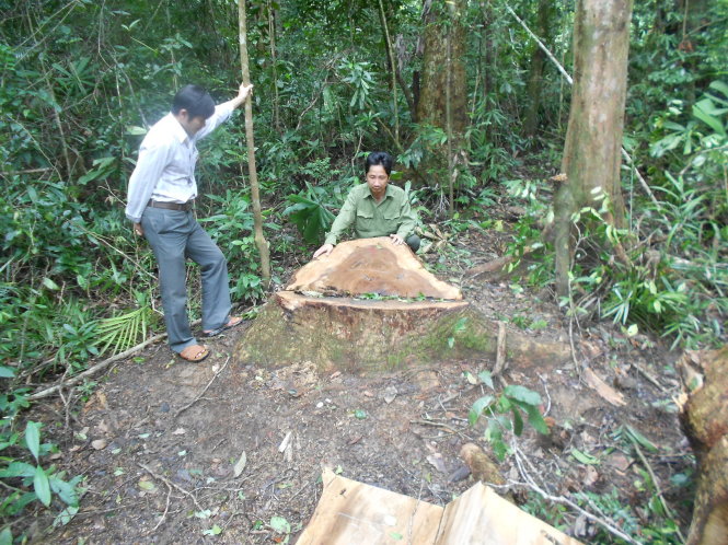 Một trong những cây dổi lớn bị chặt phá ở tiểu khu 183 xã Vĩnh Hải, huyện Vĩnh Thạnh (Bình Định) - Ảnh: TRỌNG LỢI
