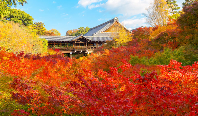 Đền Tofukuji ở Kyoto tuyệt đẹp vào mùa thu -Ảnh: FastJapan