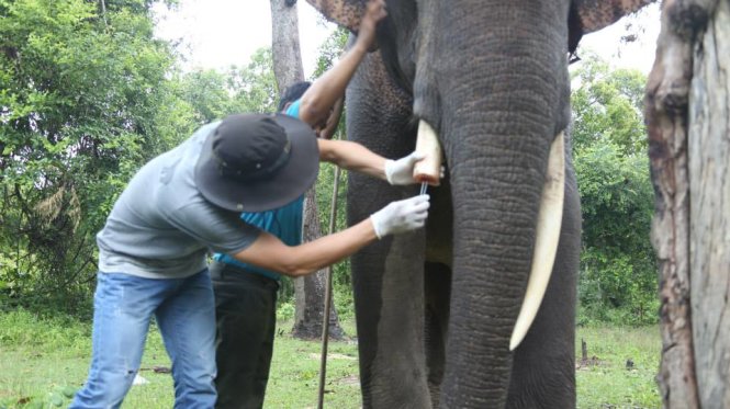 Các chuyên gia về voi đang điều trị cho voi Thoong Ngân sau khi bị cưa trộm ngà - Ảnh: Trung tâm cứu hộ voi cung cấp