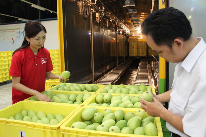 Xuất khẩu trái cây của VN vẫn gặp nhiều khó khăn. Trong ảnh: kiểm tra xoài trước khi xuất khẩu tại một doanh nghiệp xuất khẩu trái cây ở Bình Dương - Ảnh: TRẦN MẠNH