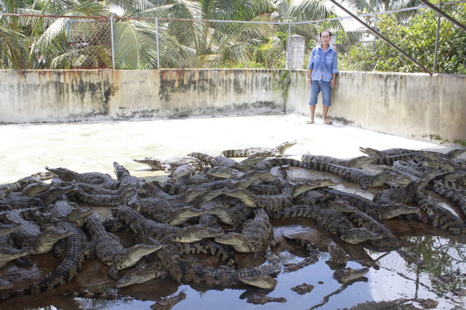 Đàn cá sấu đến tuổi xuất chuồng tại một trại nuôi ở Bình Chánh, TP.HCM nhưng vẫn chưa tìm được người mua dù giá đã giảm mạnh - Ảnh: NG.TRÍ
